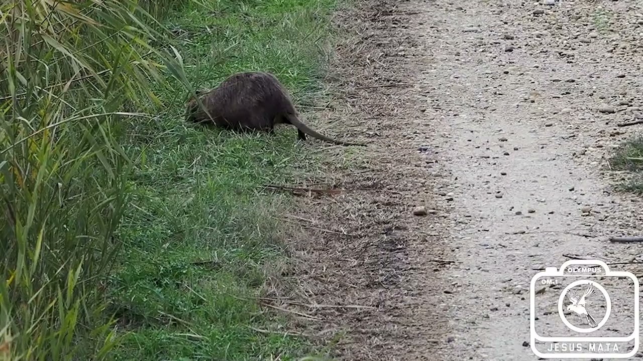 Coipú