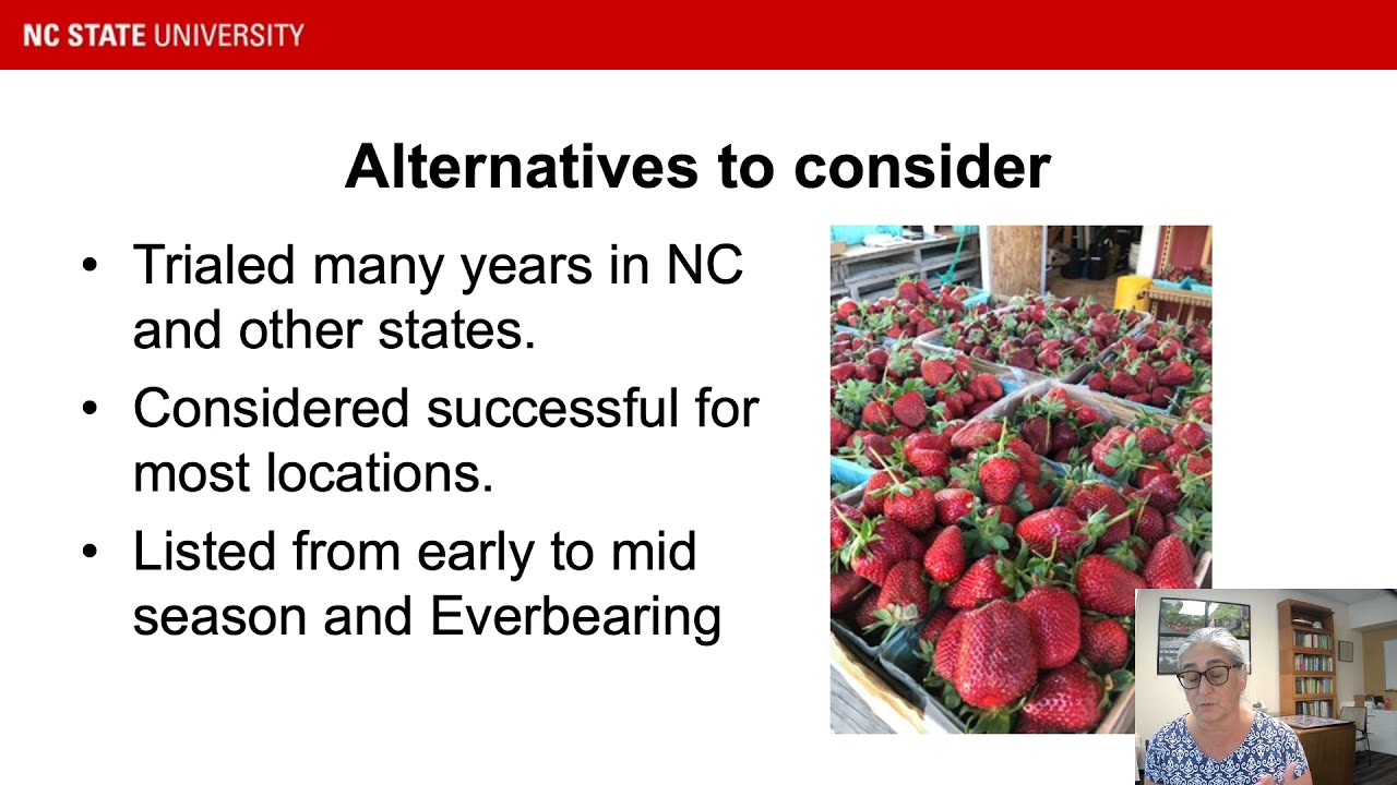 Strawberry Pre-Plant 3/3: Cultivar Recommendations with Gina Fernandez