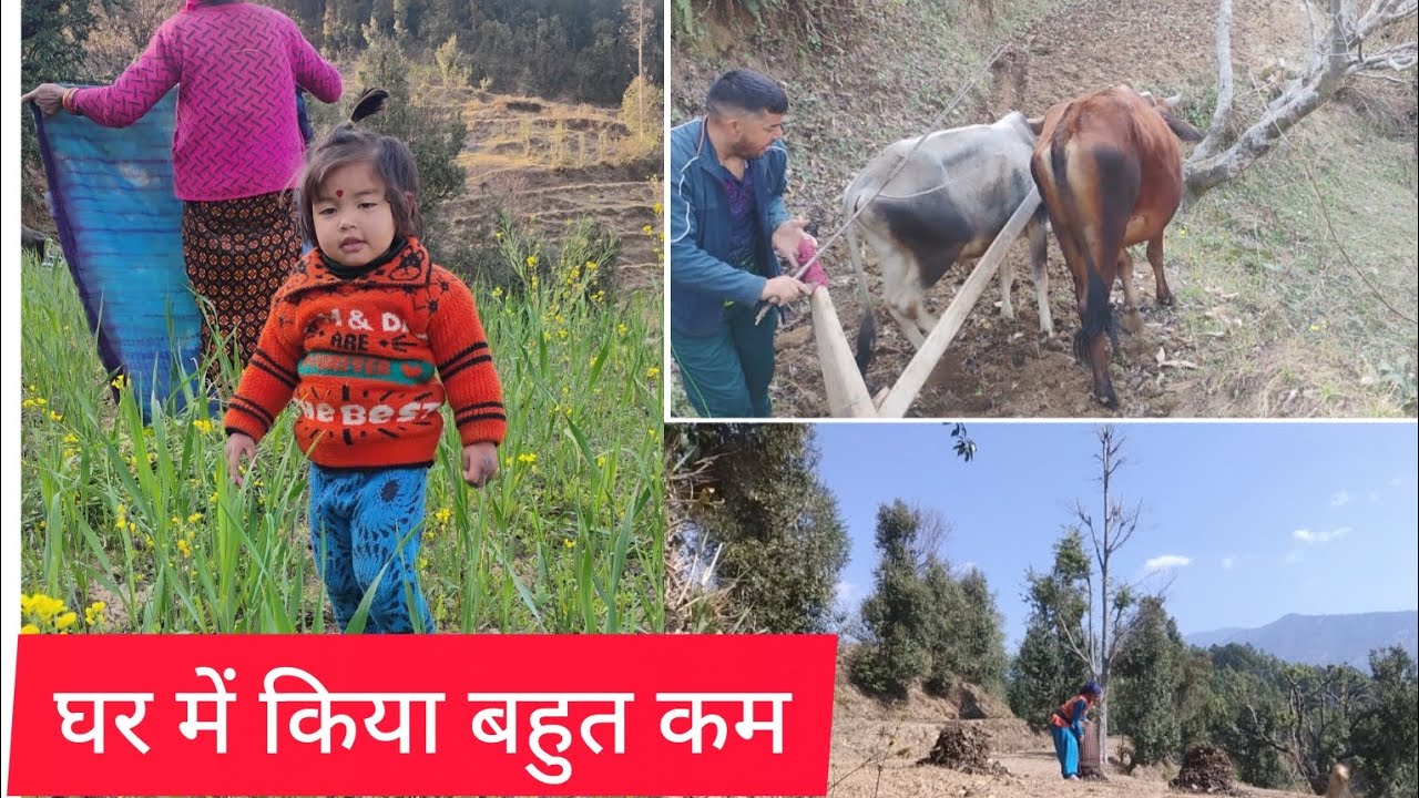 गोबर फेंकने का काम बंद ही नहीं हो रहा है घर में जाते ही गोबर फेंकना पड़ा। पहाड़ी लाइफस्टाइल वीडियो।