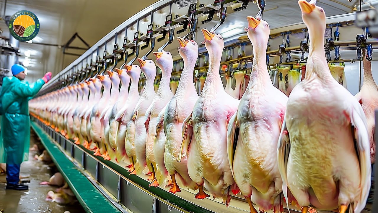 Jak przetwarzane są tony foie gras: hodowla gęsi i produkcja foie gras w fabryce