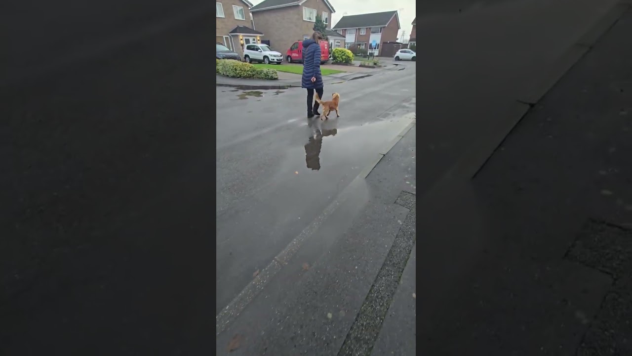 Bailey on his Walking Session !!