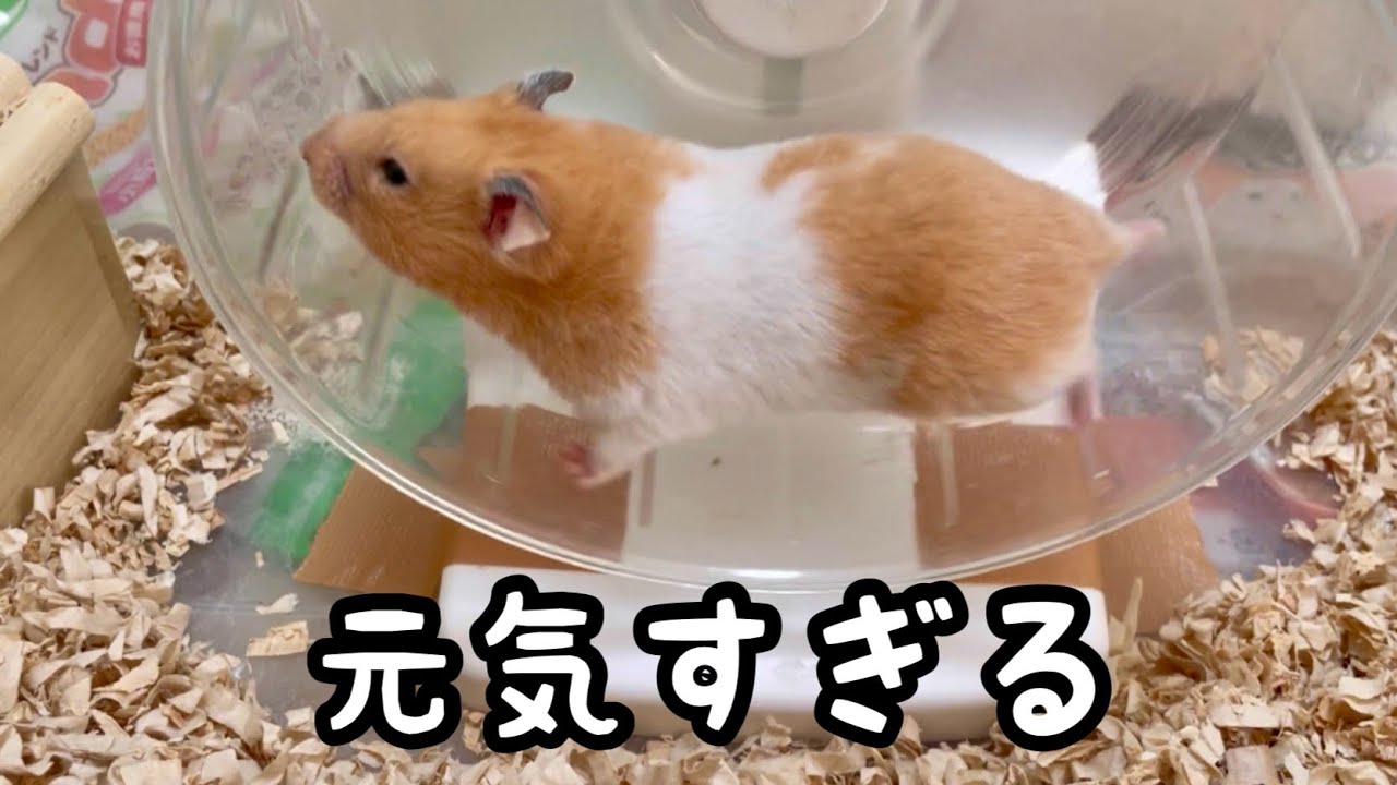 はなちゃんは元気で暴れん坊！