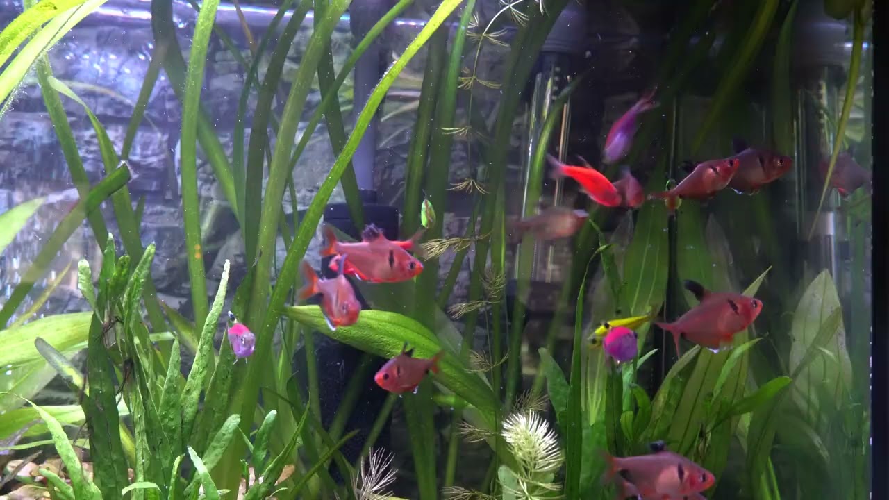 Feeding Glofish Pristella and Red Minor Serpae