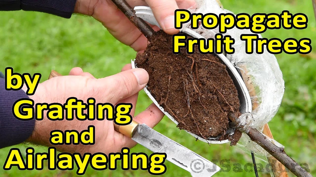 Grafting and Air Layering in one step to propagate several plants from one rootstock
