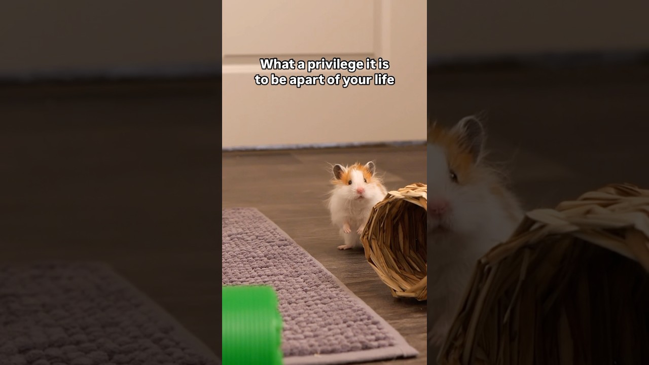 What a privilege it is. #hamsters #pets #hamstercare