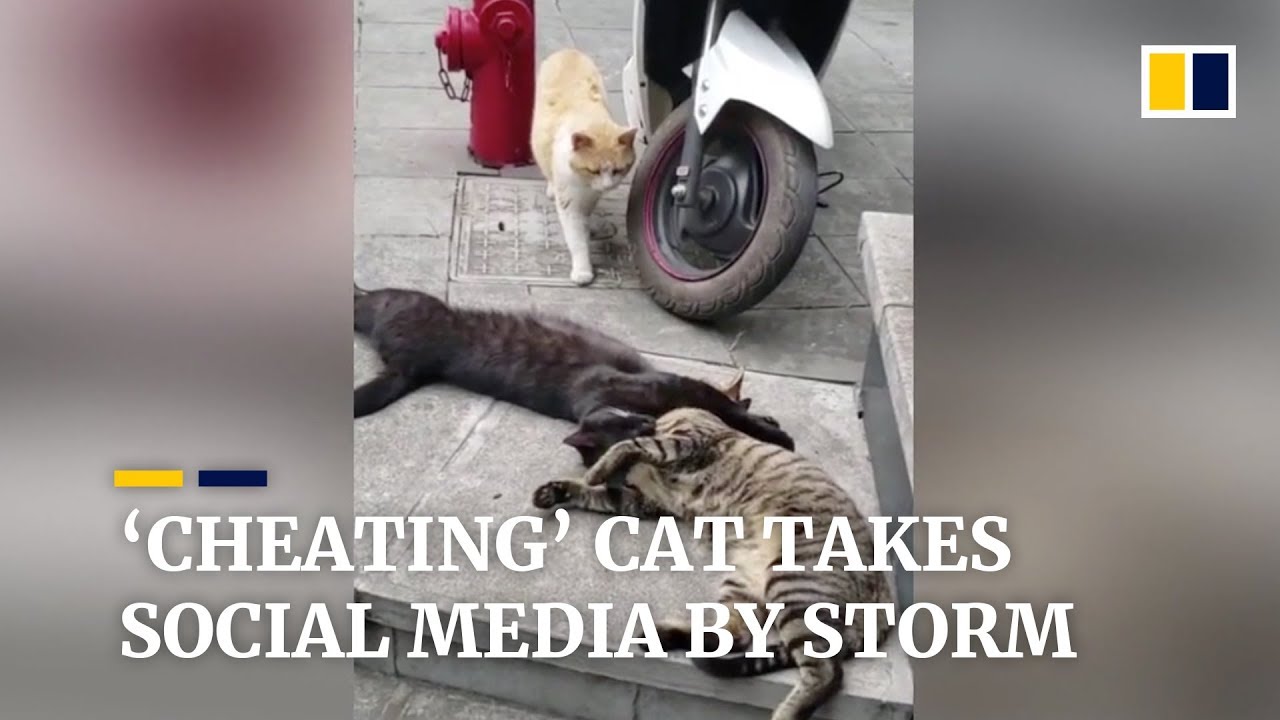 &lsquo;Cheating&rsquo; cat takes Chinese social media by storm