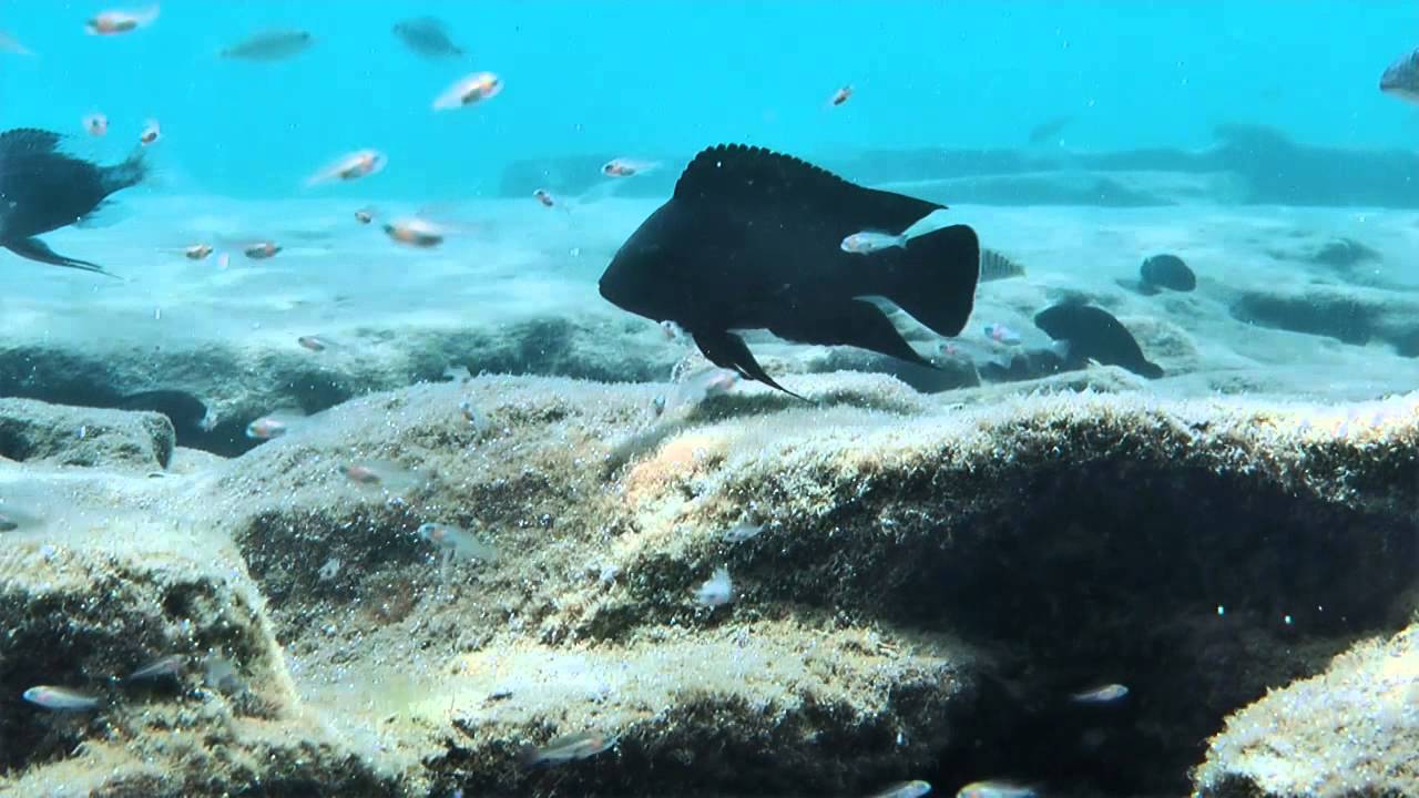 Ndole Bay - just a few meters into the water - Lake Tanganyika