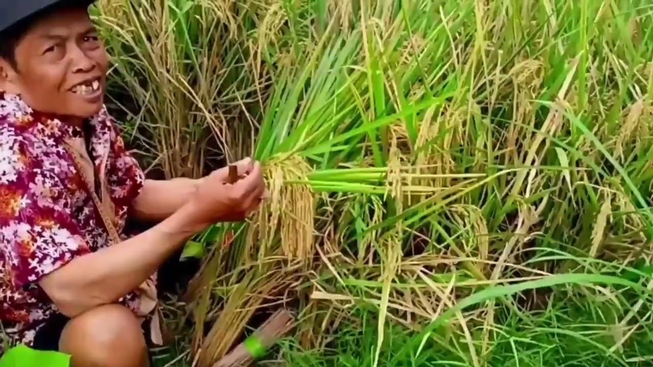 Tradisi suku Jawa,petik padi tradisi warisan nenek moyang ttp di lestarikan,hidup di desa pedalaman 