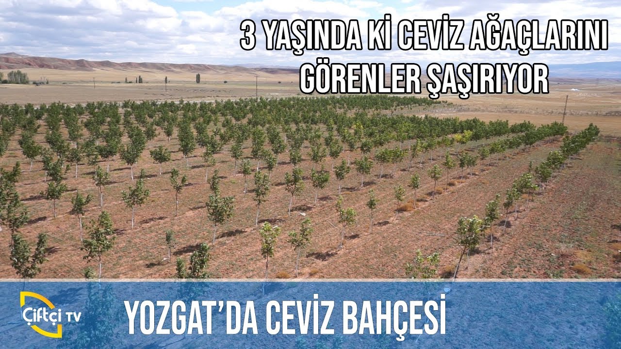 3 Yaşındaki Ceviz Ağaçlarını Görenler Şaşırıyor! -ÇETİN CEVİZ