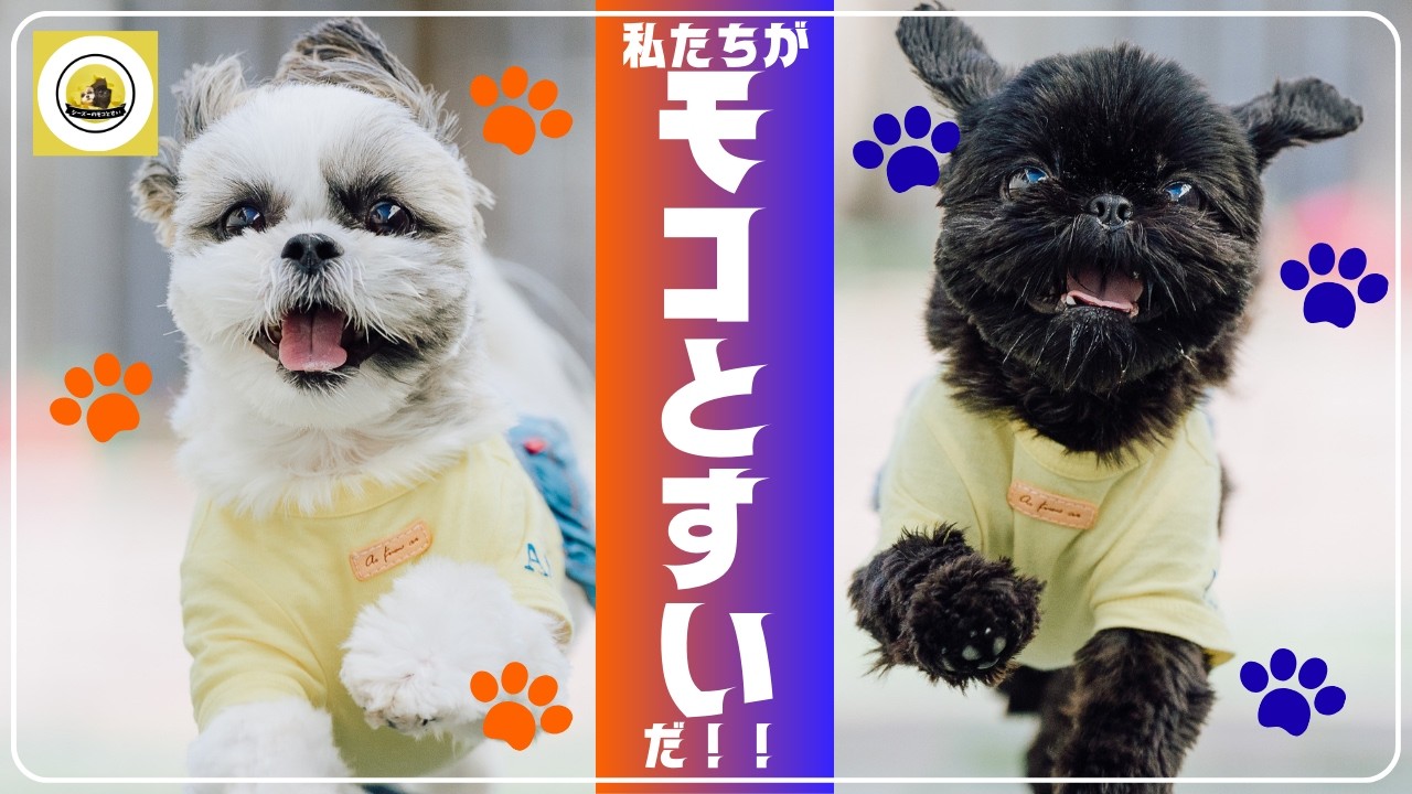 【自己紹介】私たちがモコとすいだ！