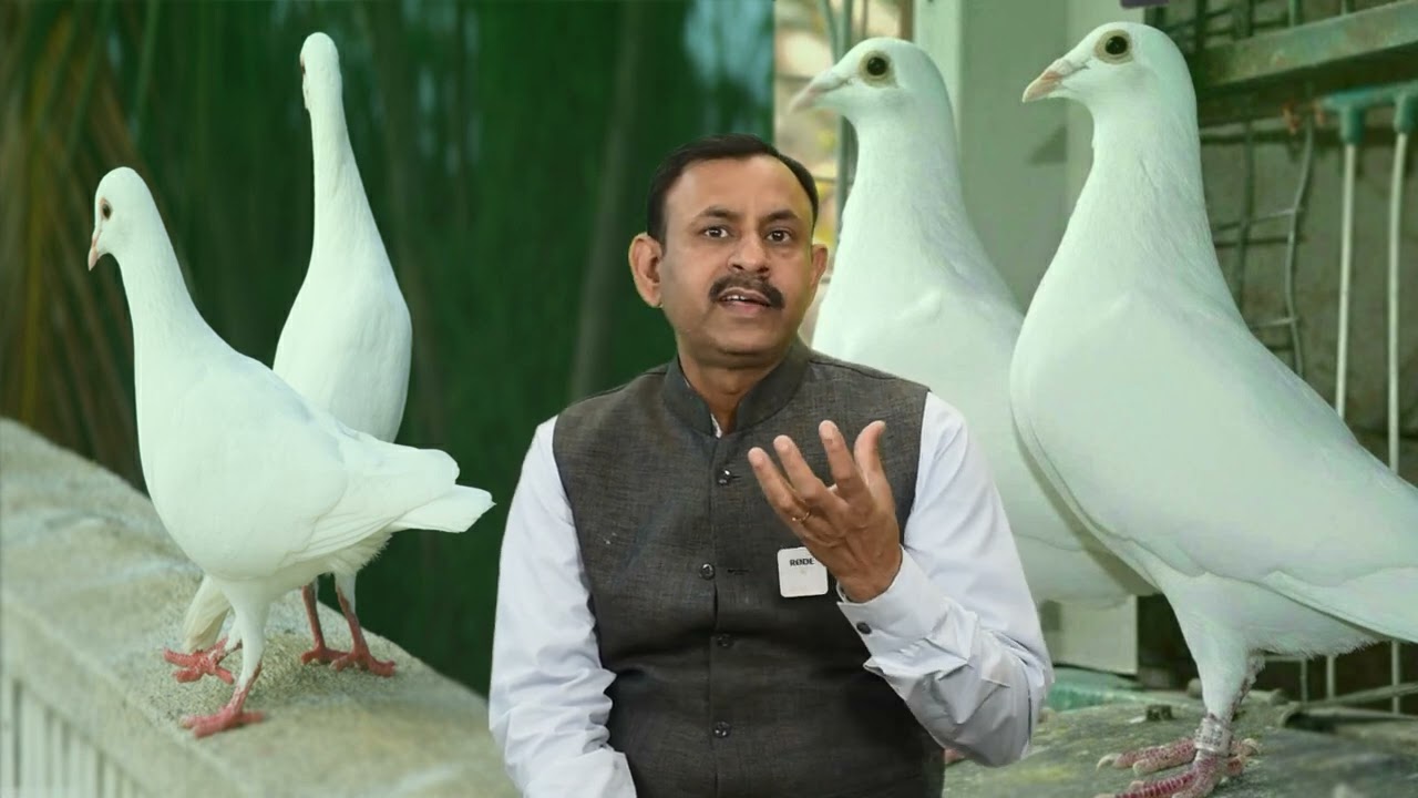 कबूतर - पक्षियों में विटामिन में क्या क्या देना चाहिए || Vitamin for Birds || Dr Nagender Yadav