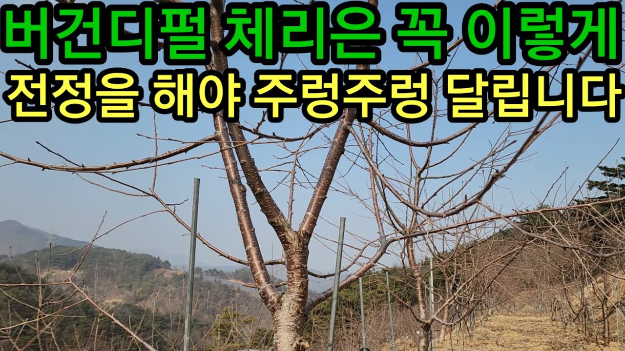 버건디펄 체리은 전정을 꼭 이렇게 하셔야 원한대로 수확을 합니다 