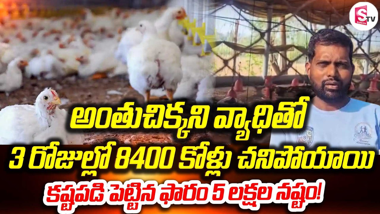 అంతుచిక్కని వ్యాధితో | Disease in Chickens in Siddipet | Mysterious Virus Wipes Out 8,000 Chickens