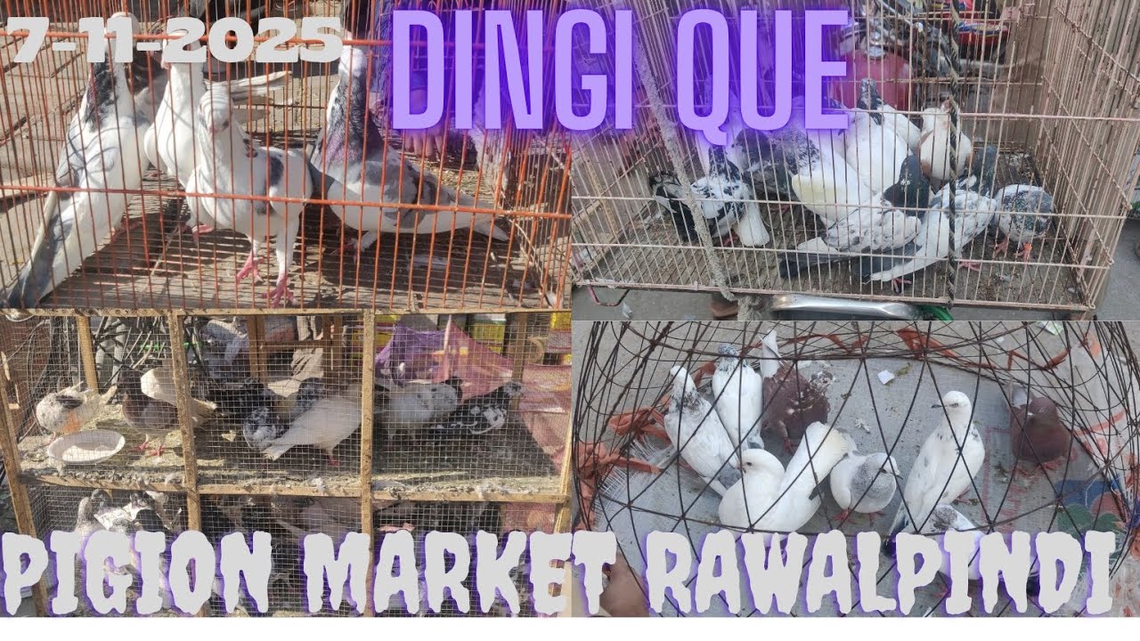 Dingi Que pigion market latest update||Friday bird market rawalpindi