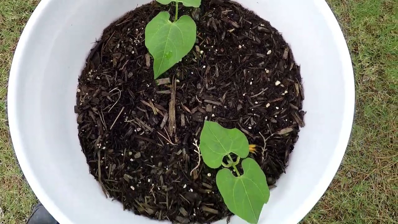 Las Cruces, New Mexico June 20, 2023 Garden Update