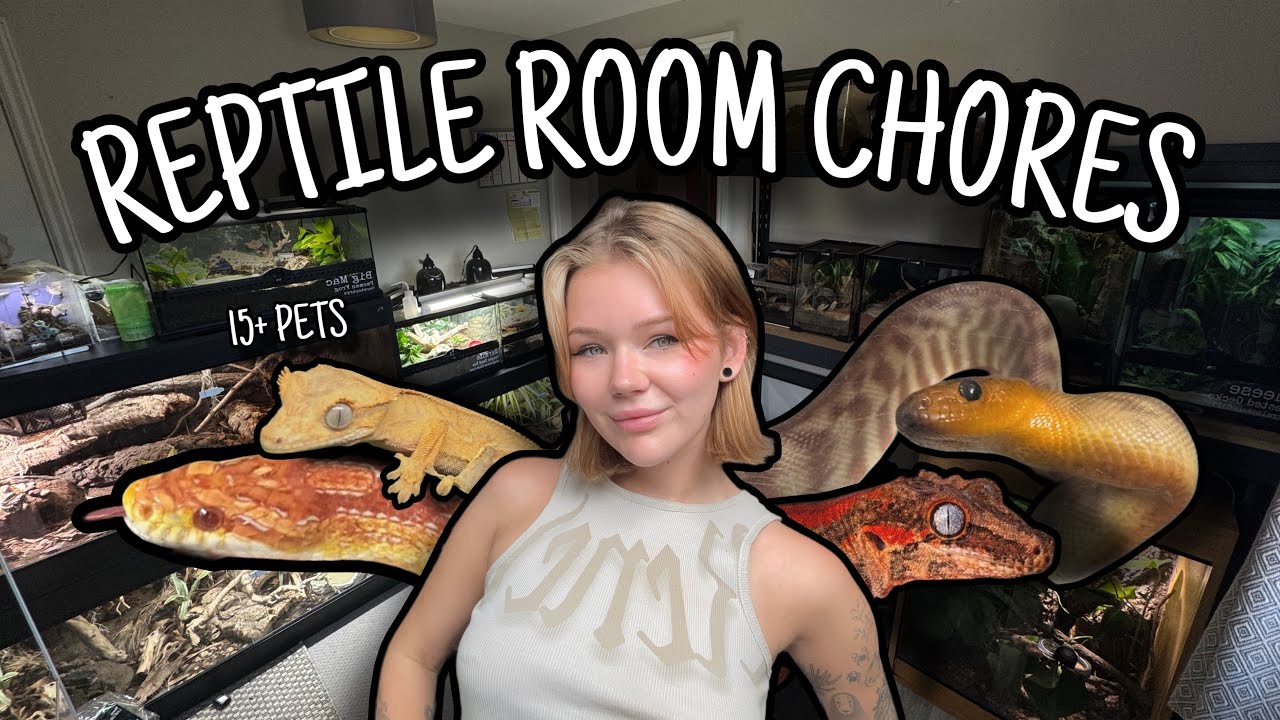 REPTILE ROOM Chores & Holiday Prep | Cleaning, Feeding & More!