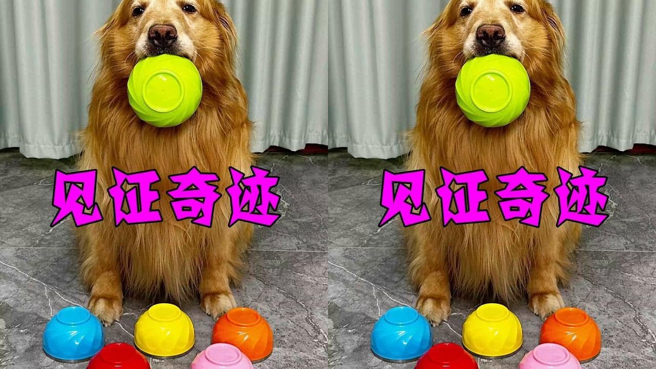 谁说狗狗不懂“色” #万物可爱计划  #狗狗狗夏天出发咯 #内容启发搜索  #萌宠出道计划  #抖音萌宠