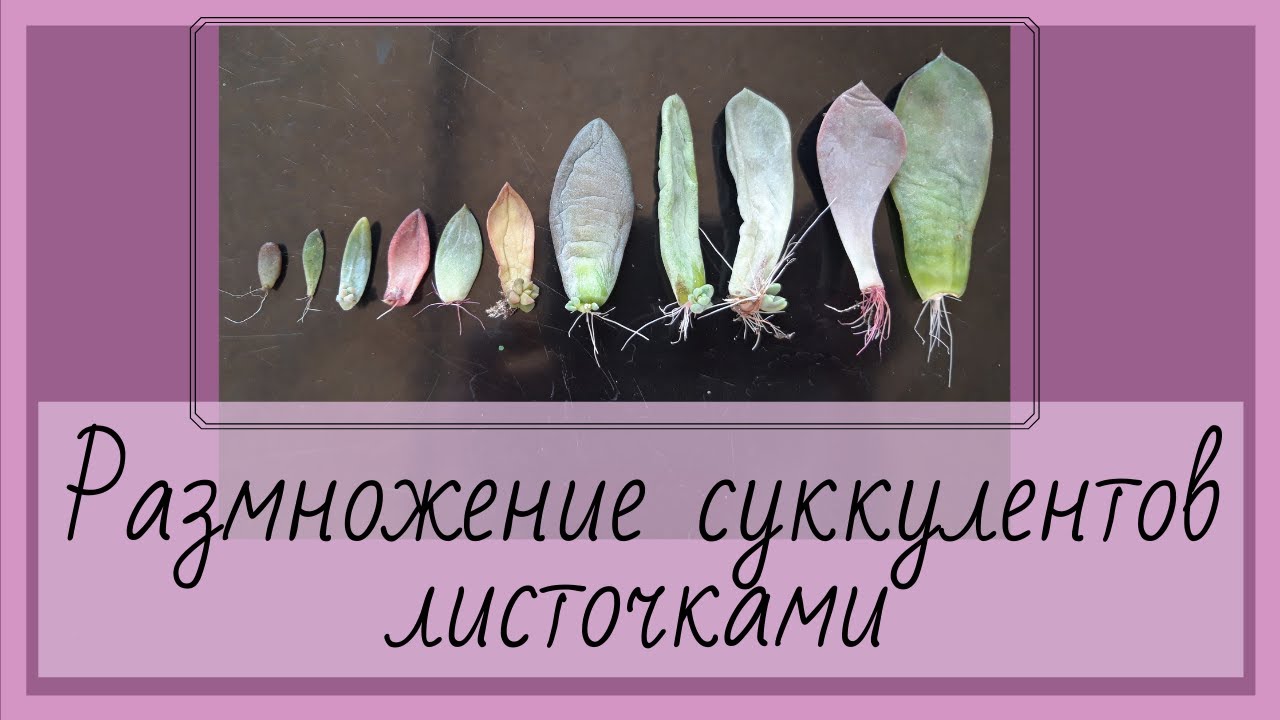 Размножение суккулентов листочками