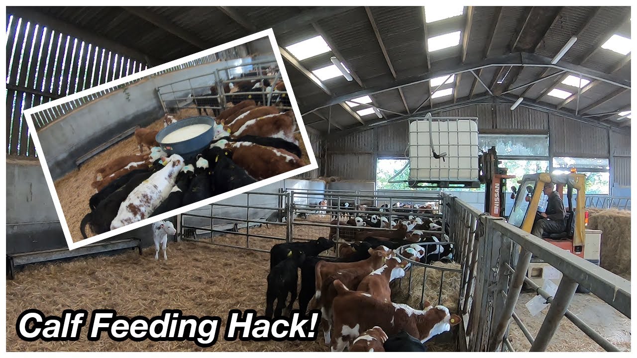 FEEDING OUR NEW CALVES! IBC GRAVITY FEEDING!