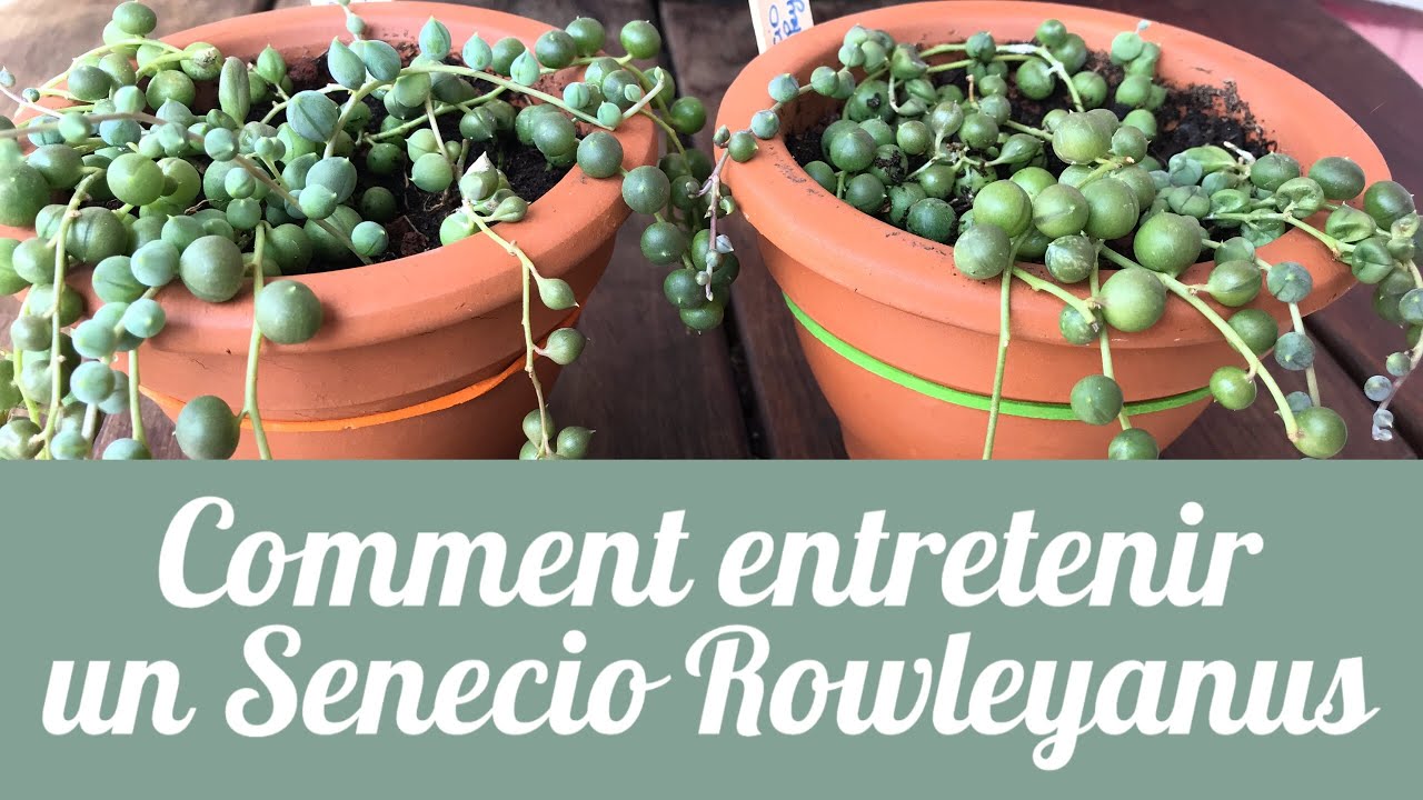 🌵 SENECIO ROWLEYANUS : Mes conseils d'entretien | PLANTE SUCCULENTE |PLANTE D’INTÉRIEUR