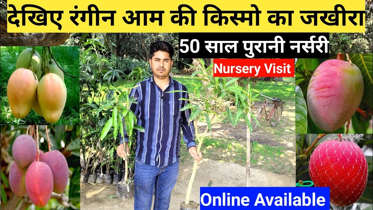 देखिए रंगीन आम की किस्मों का जखीरा | 50 साल पुरानी नर्सरी | Nursery Visit At Malihabad Lucknow
