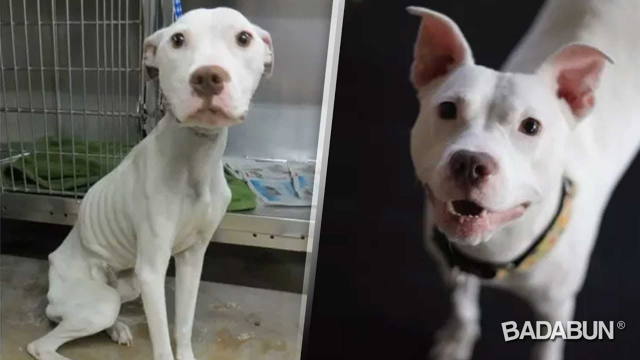 10 Perros antes y despu&eacute;s de ser rescatados