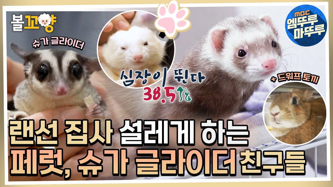 [심장이 뛴다 38.5] 수많은 랜선 집사들 설레게 하는💕 작고 귀여운 패럿, 슈가 글라이더 친구들🥰 #엠뚜루마뚜루 #심장이뛴다38.5 MBC220706방송