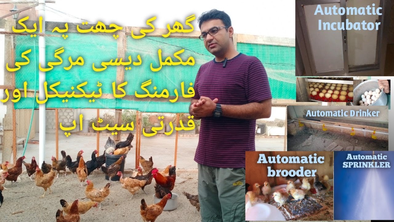 A completely Advanced Desi Hen farming on Urban Rooftop in Pakistan