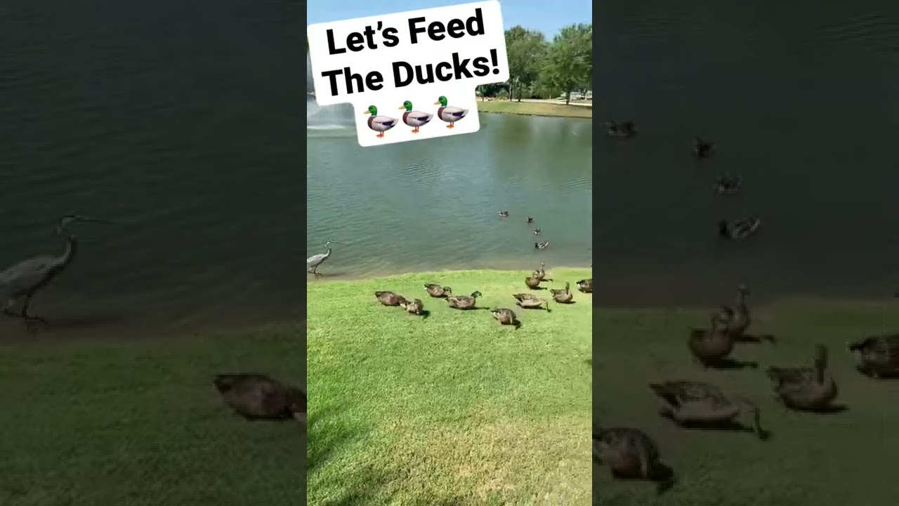 Let&rsquo;s feed the ducks! #feed #ducks #duck #animals #cute #aww