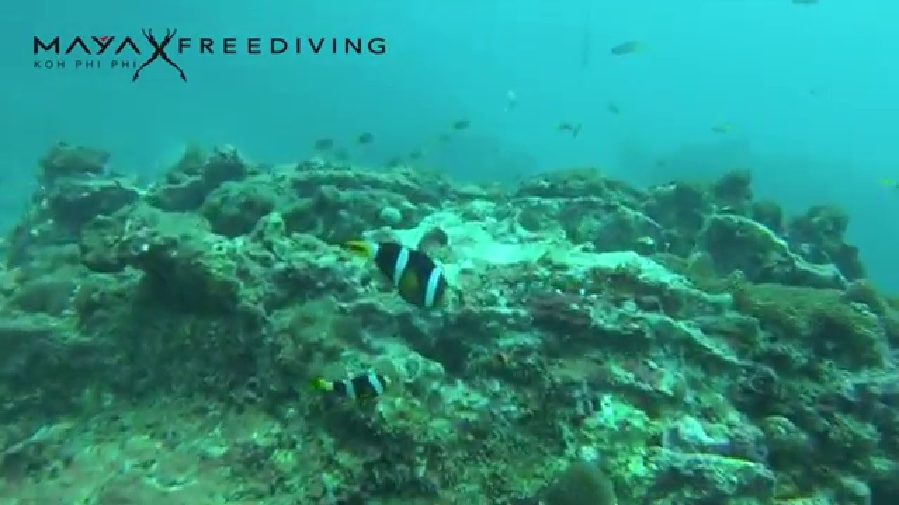 SSI Level 1 at Maya Freediving