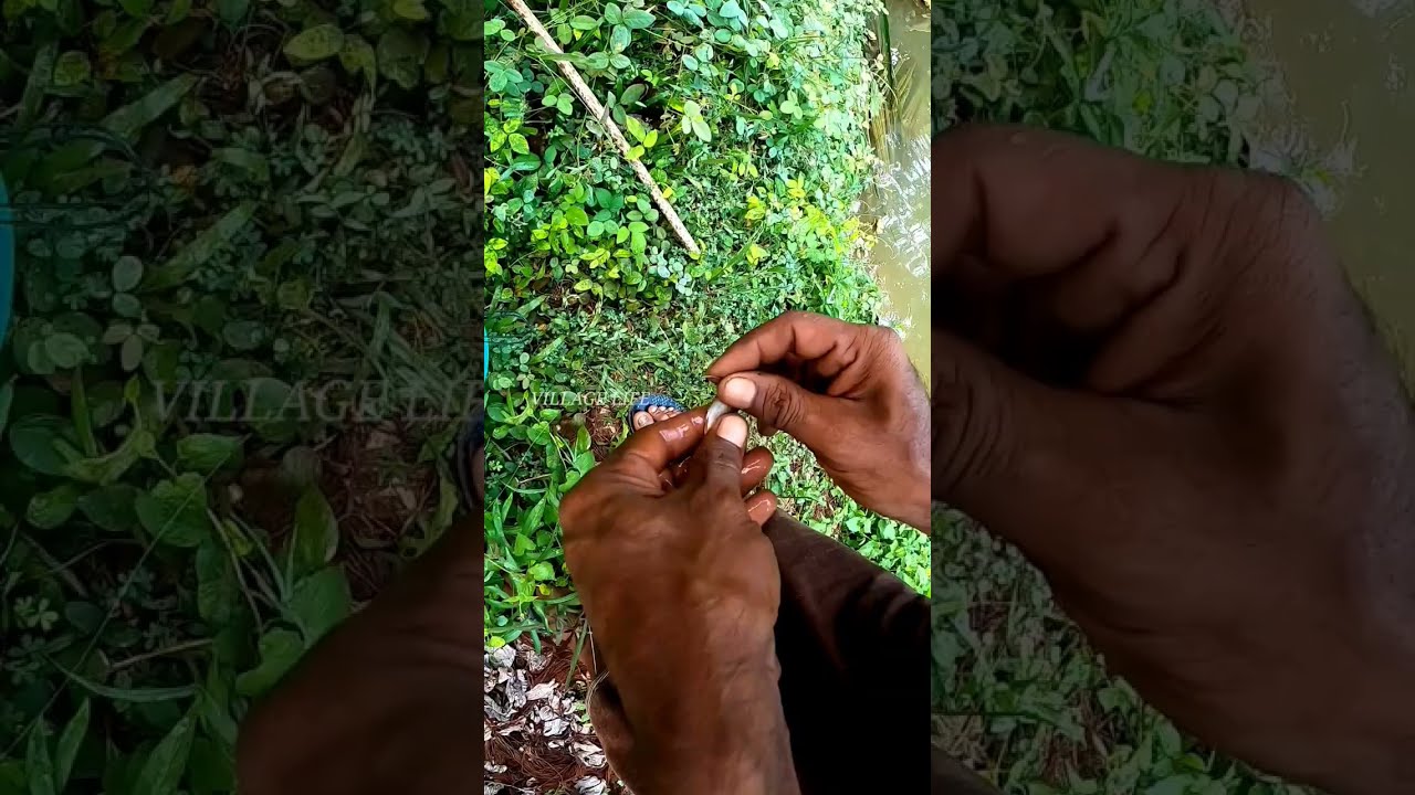 പള്ളത്തിക്ക് റിസൾട്ട്&zwnj; പൊളിയാ🎣Village Fishing|Traditional Fishing|Fishing Malayalam|kerala Fishing