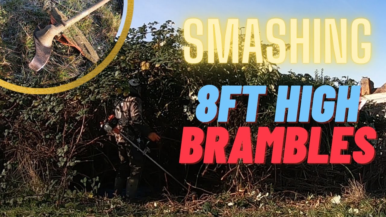 What did I find in the Brambles?