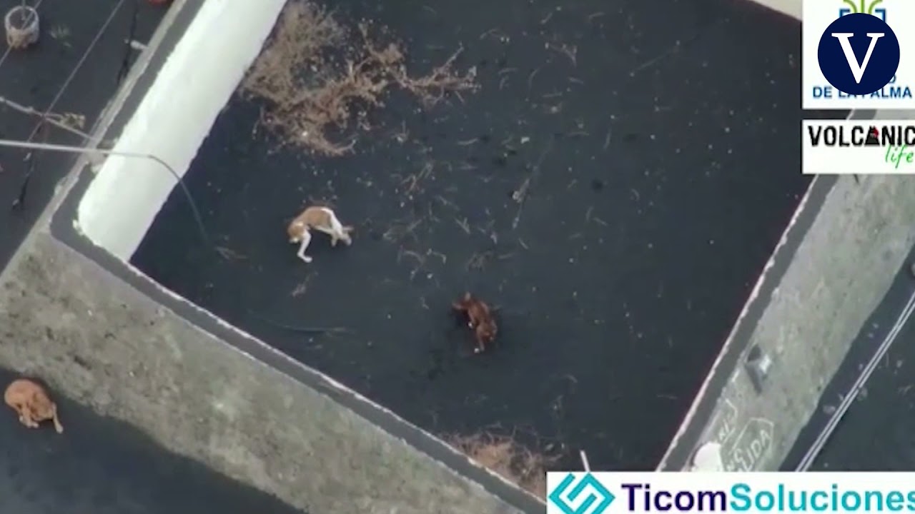 Un dron graba a dos perros atrapados por la lava del volc&aacute;n Cumbre Vieja en La Palma