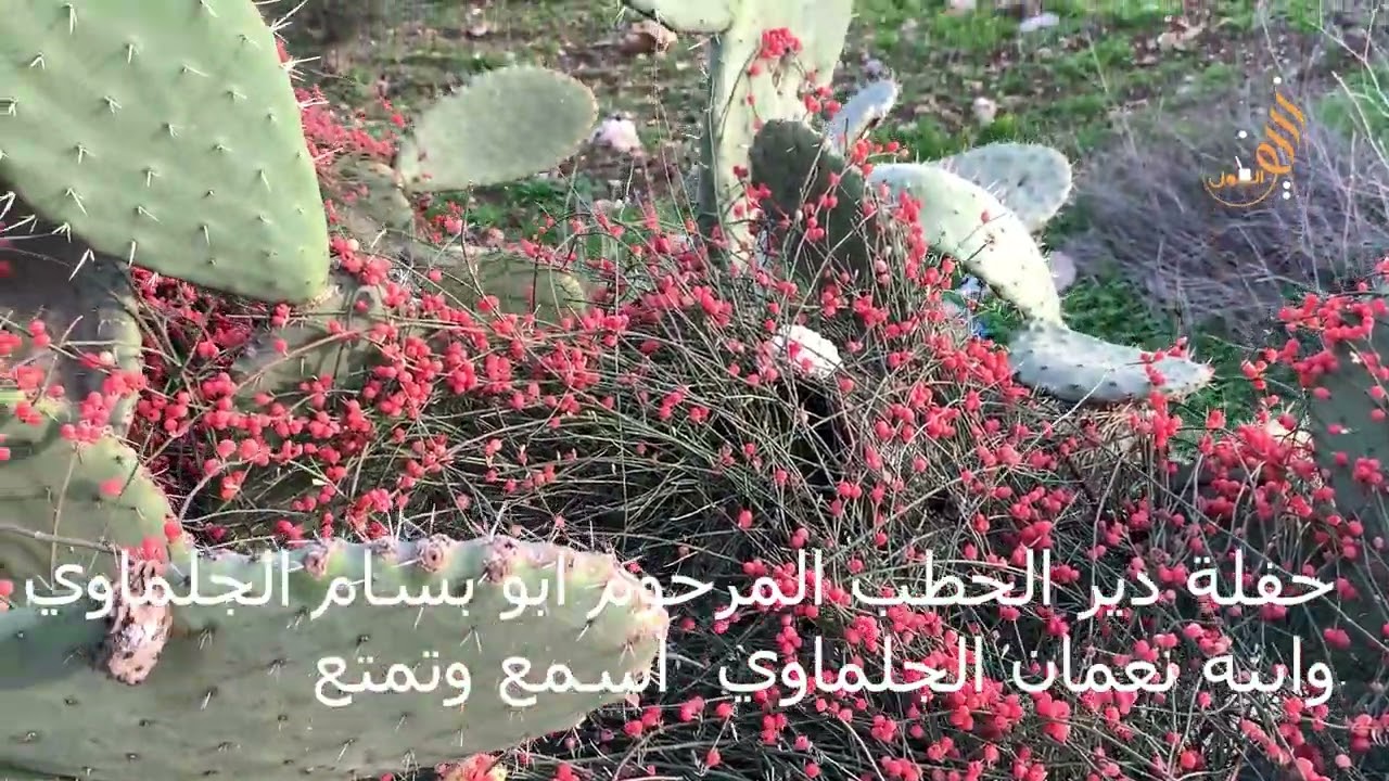 حفلة دير الحطب الجلماوي وابناؤه عرس عادل عمران 1997 1