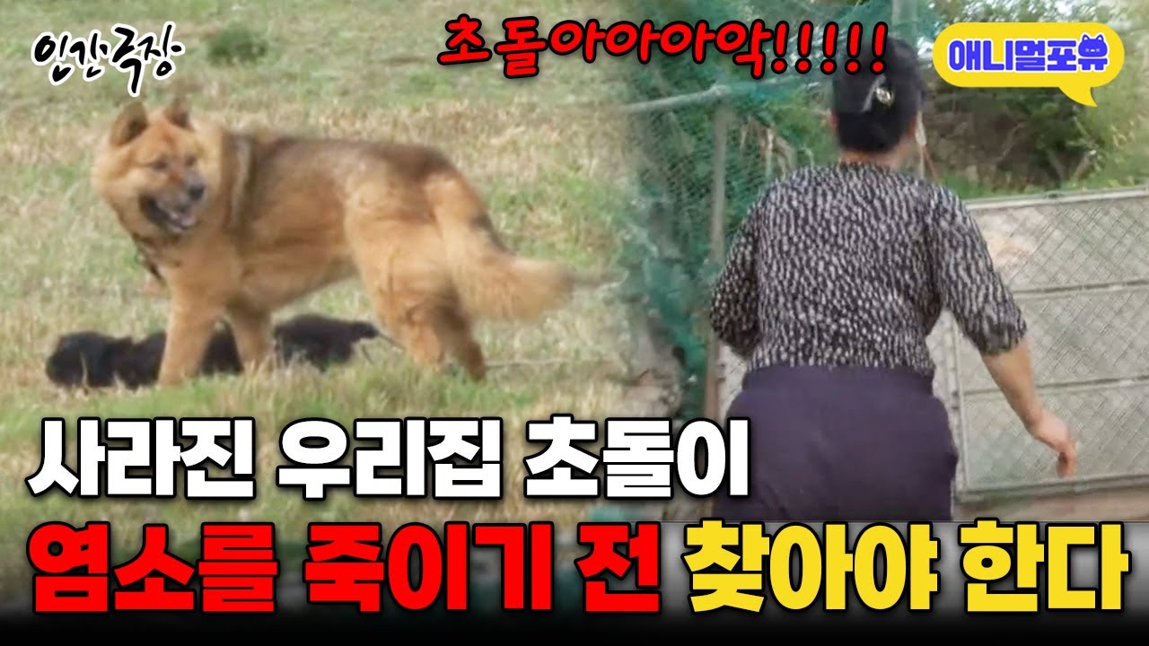 [풀버전] 사라진 개, 아기염소가 '죽기 전'에 '반.드.시.' 찾아야 한다 I KBS 인간극장 - 그들만의 낙원 2014 방송