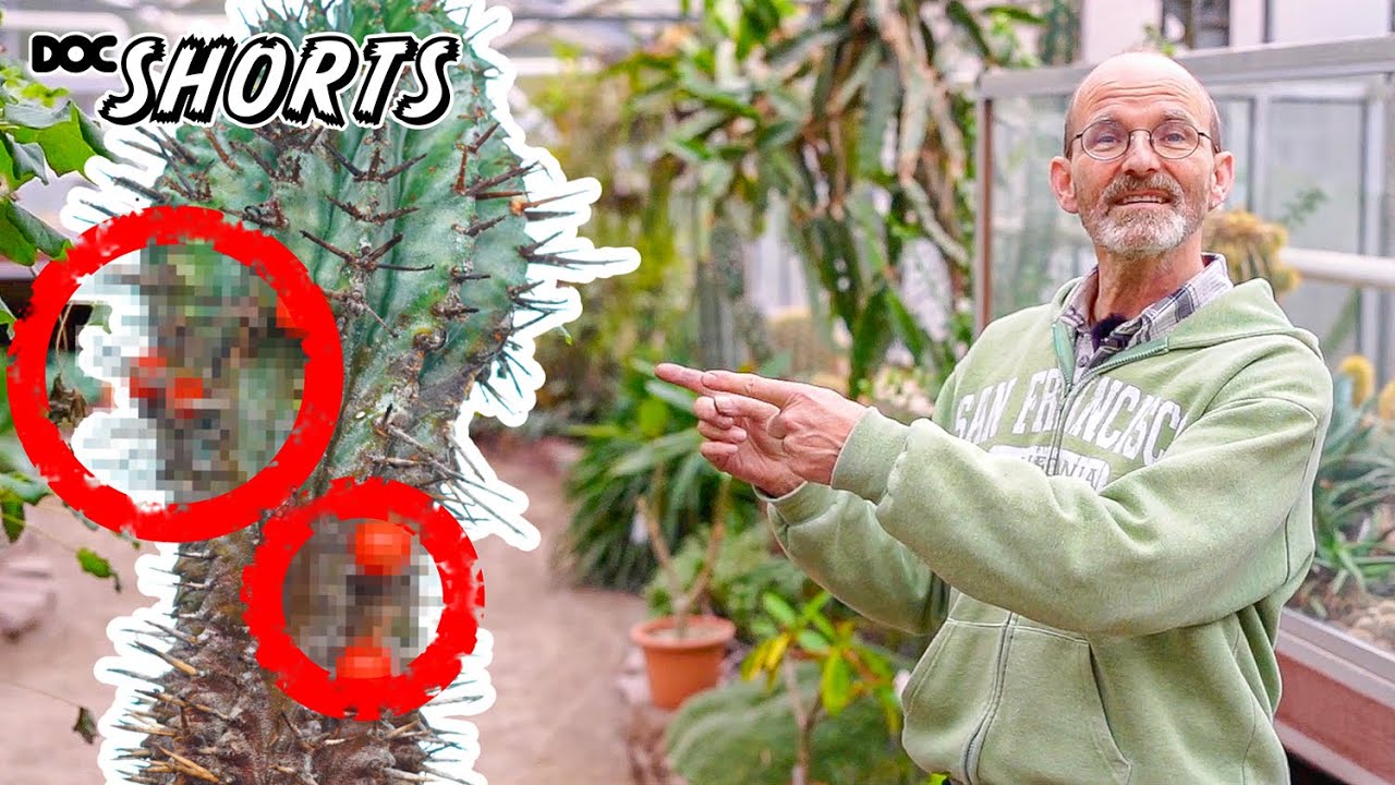 DOC SHORTS | Folge 1 - Piercing für die Wolfsmilch: Die kleinste Mistel der Welt