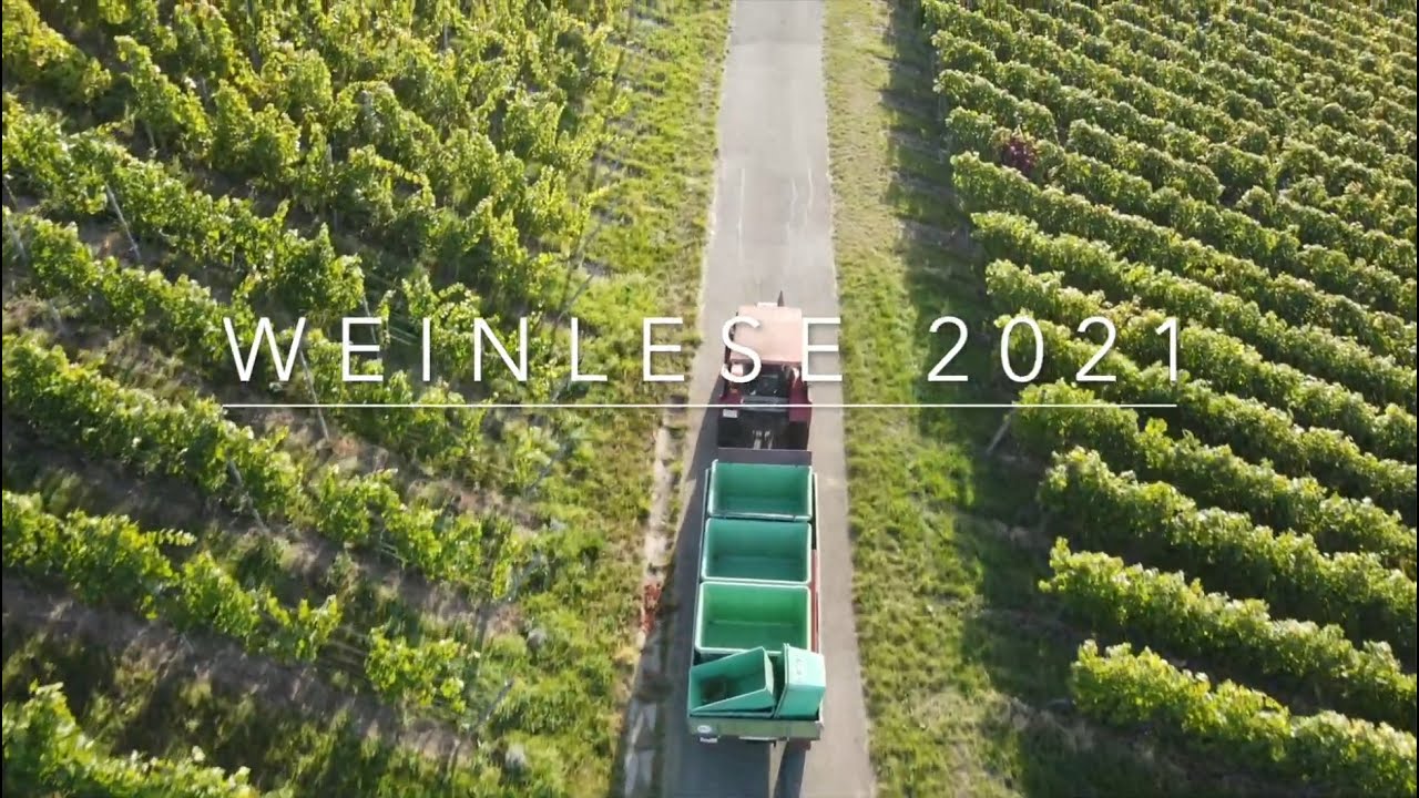 Die Weinlese 2021 bei den Fellbacher Weingärtnern