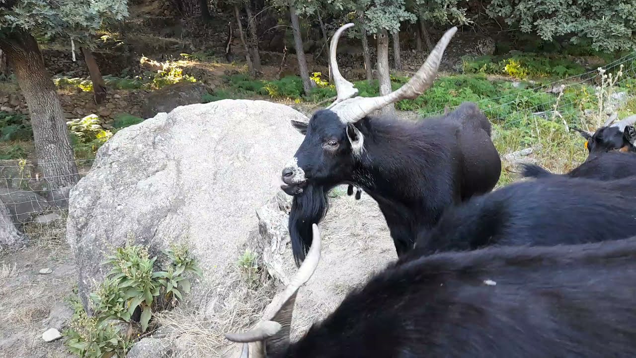 La sal es un buen fertilizante para las cabras.