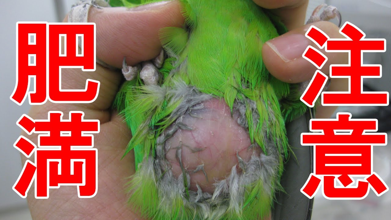 【インコ・オウム】獣医師が教える肥満について