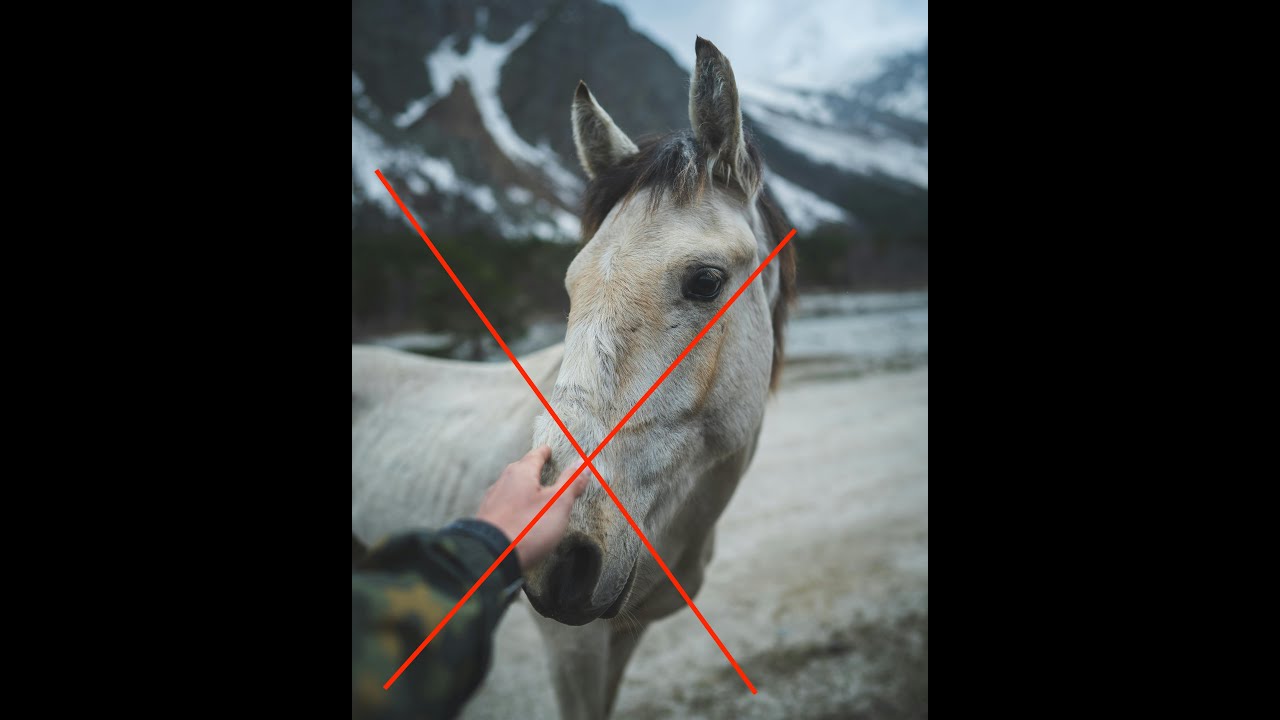 How to Pet a Horse—the BEST way