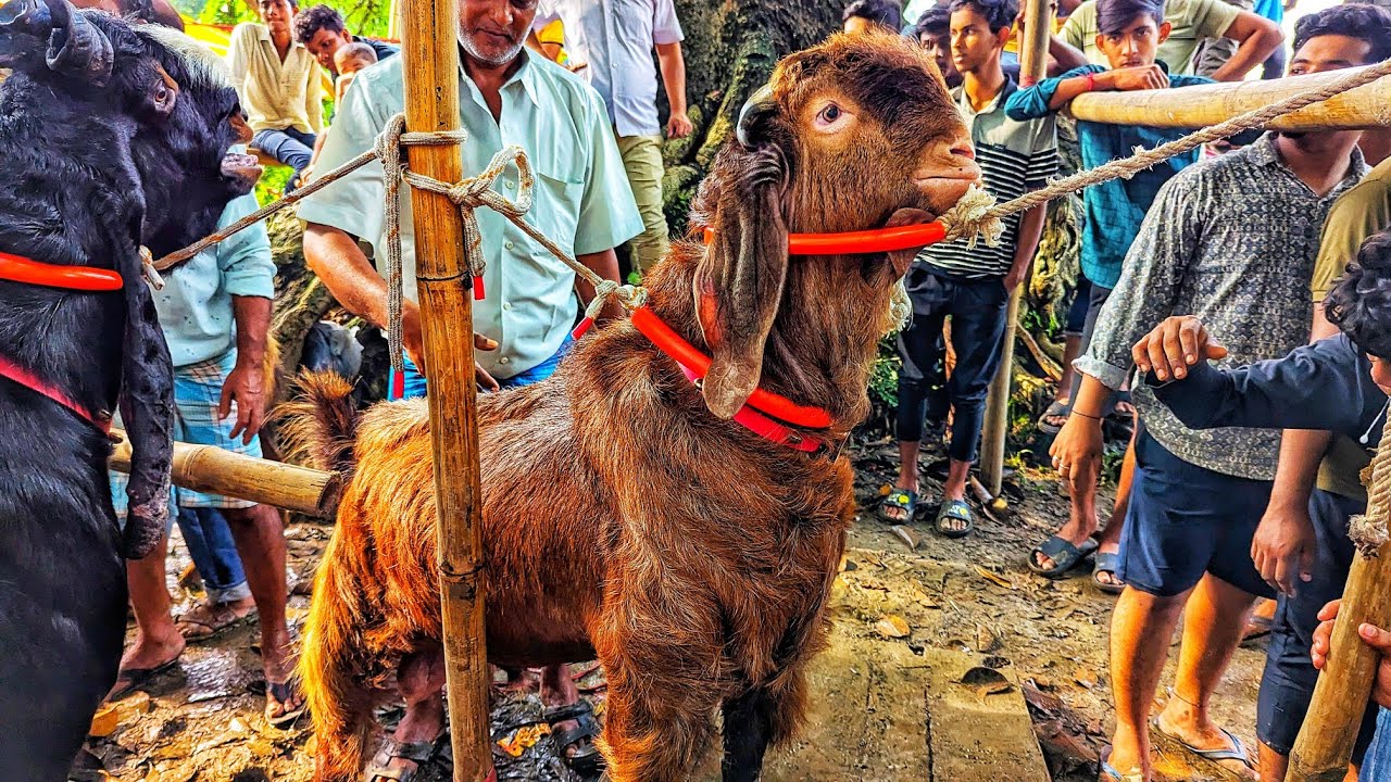 🐐 হাসিল বিহীন পাঠা ছাগলের বাজার চৌধুরী হাট নোয়াপাড়া রাউজান চট্টগ্রাম