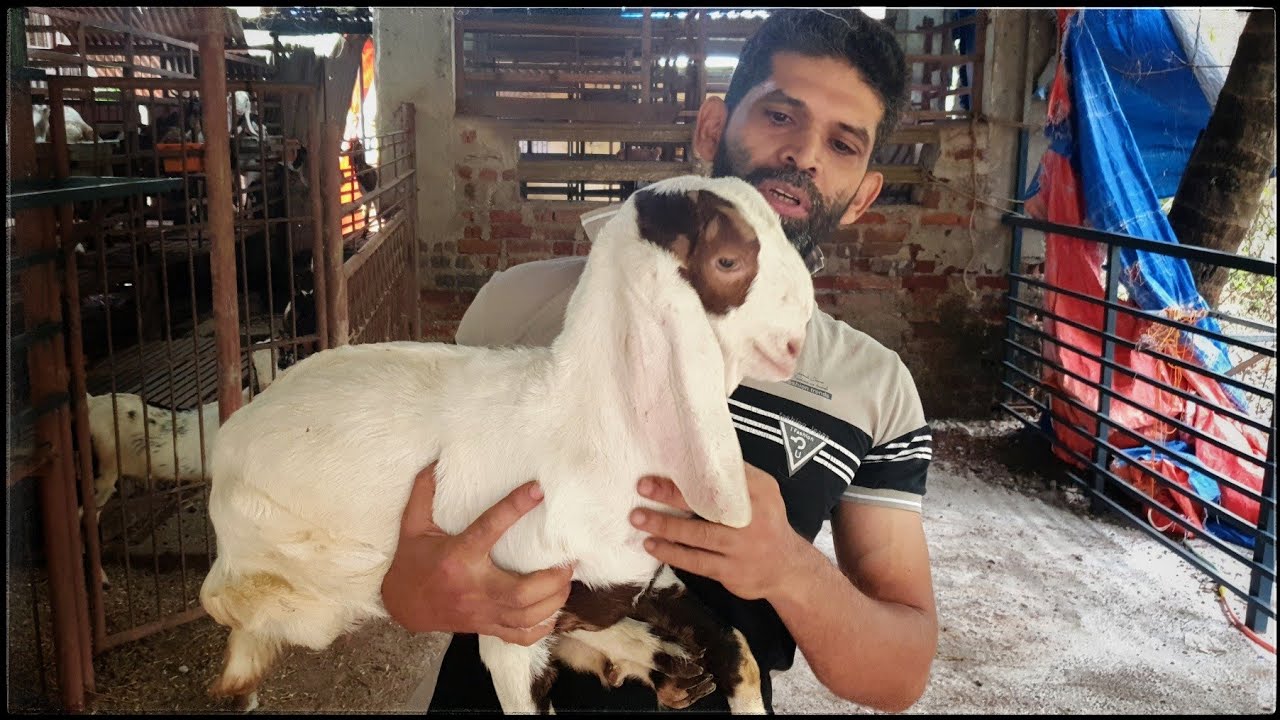 TOP BLOODLINE GOATS FROM UMAR GOAT FARM | SHRIWARDHAN | आपले कोकण