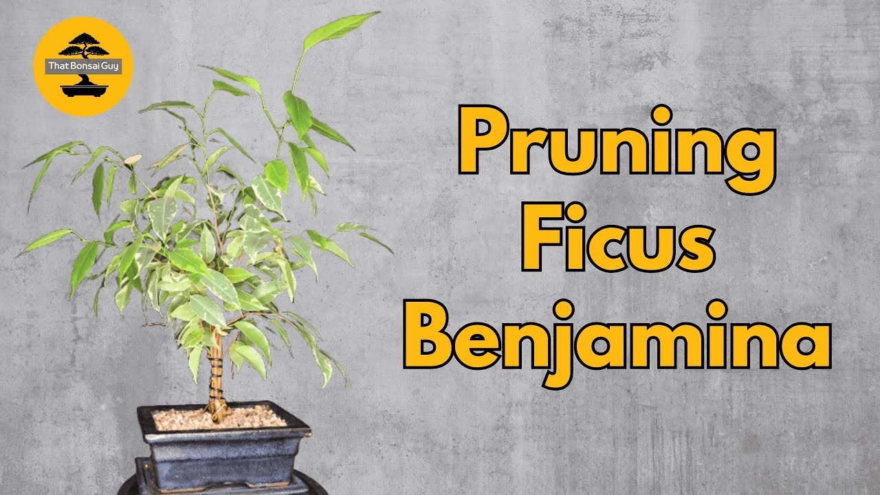 Pruning and Shaping a Bonsai Fusion Project - Ficus Benjamina