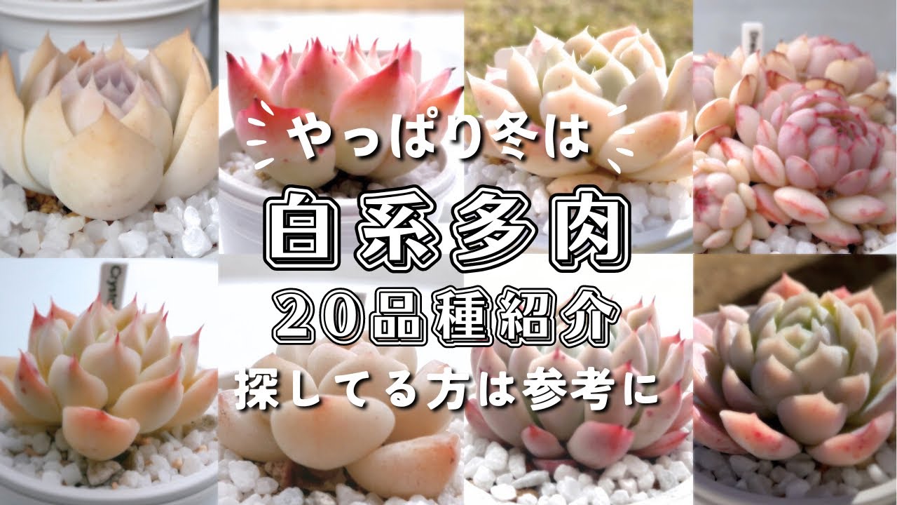 冬は白系多肉が可愛い！白っぽく紅葉する20品種を紹介【 多肉植物 / ガーデニング 】