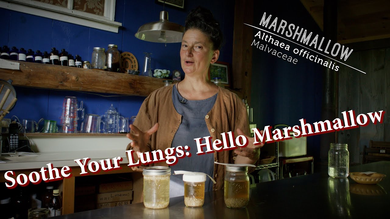 Soothe Your Lungs: How to Make a Potent Marshmallow Infusion