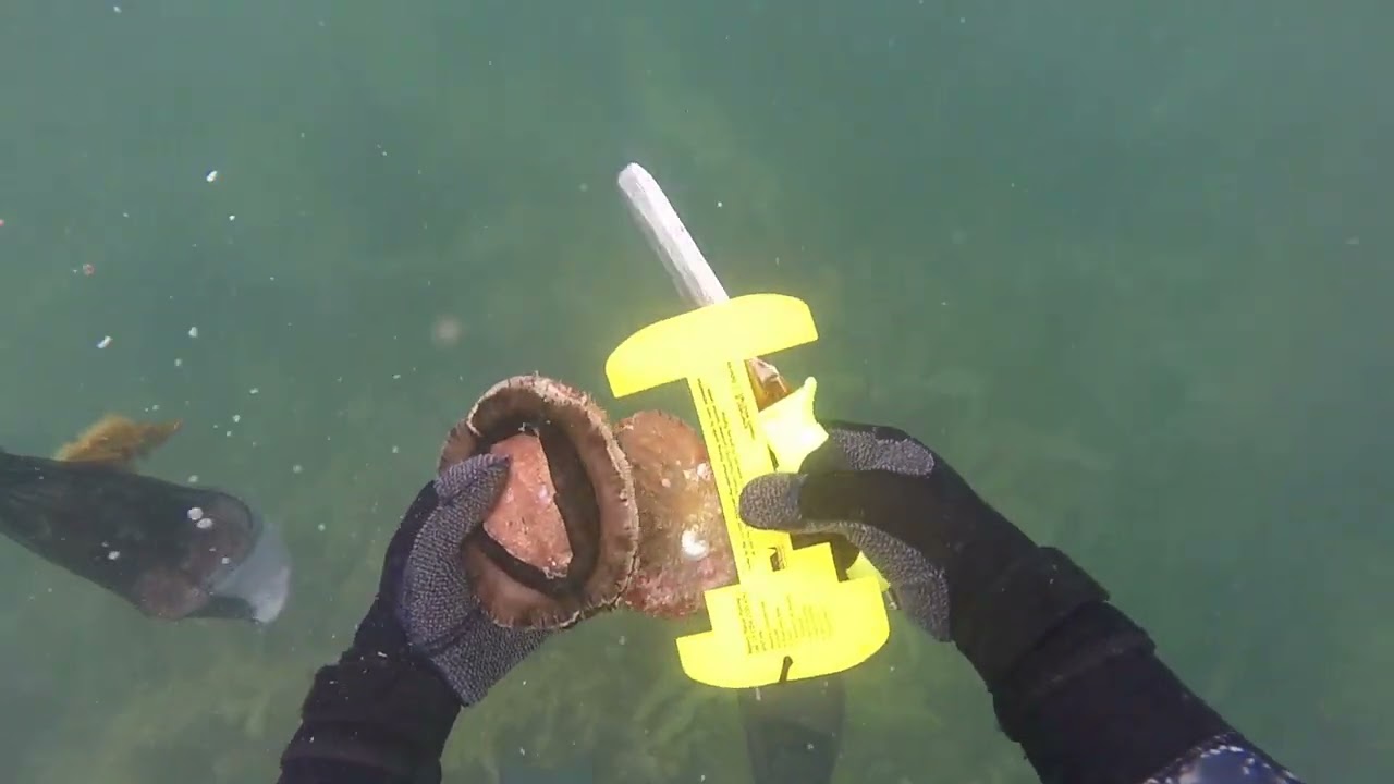 Dive and Hunt for Greenlip Abalone