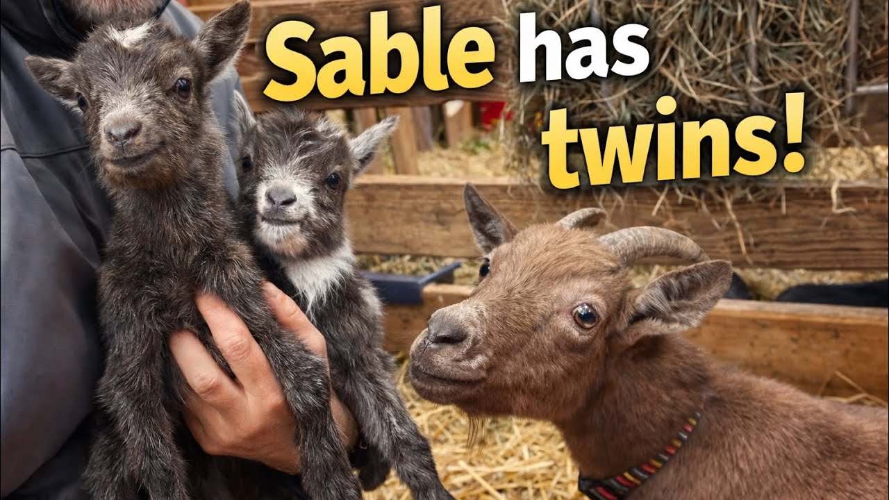 Sable is in labor!