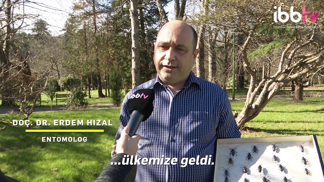 Ağaçlarımızı Teke Böcekleri ve Diğer Zararlılardan Koruyoruz 🌳