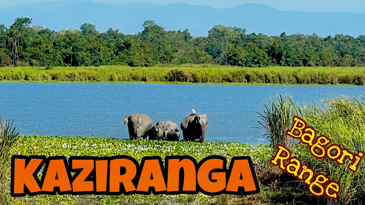 Assam EP 24: RoadTrip 2023 | NorthEast | Bagori Range Safari | Seuj Nivas | Roving Couple