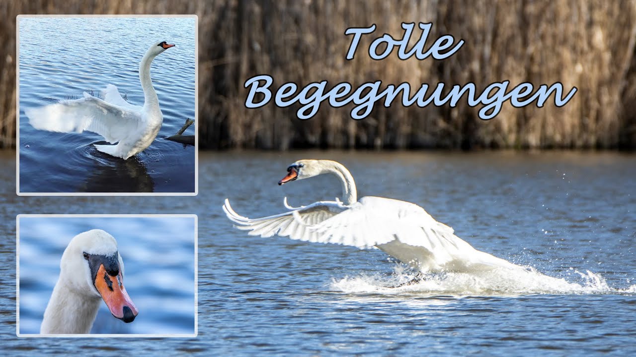 Entspannter Schwan auf dem Torfstichsee Strausberg - 8. April 2025